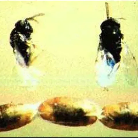 thumbnail for publication: Citrus Leafminer Parasitoid, Ageniaspis citricola Logvinovskaya (Insecta: Hymenoptera: Encyrtidae)